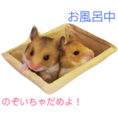 [LINEスタンプ] ハムスター日和