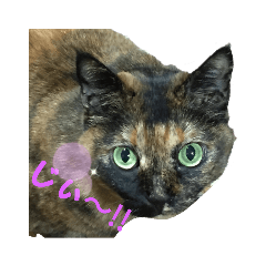 [LINEスタンプ] れっさー①