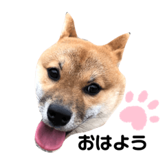 [LINEスタンプ] ムギちゃん♡