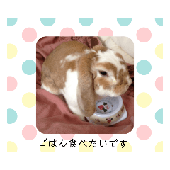 [LINEスタンプ] たれみみ うさぎ ソラ♀の スタンプ