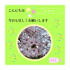 [LINEスタンプ] 桜ほんわかスタンプ