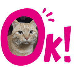 [LINEスタンプ] 猫と赤ちゃんの使える日常会話