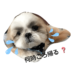 [LINEスタンプ] シーズーの道草4