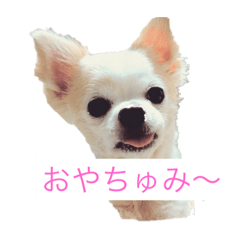 [LINEスタンプ] チャコビィ