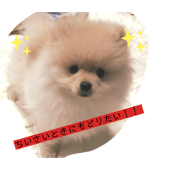 [LINEスタンプ] ポメラニアン はーこ先生と優人 第3段！！