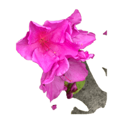 あざやかなピンクの花とつぼみ