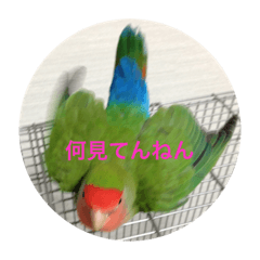 [LINEスタンプ] 谷川家のらんさん2（コザクラインコ）