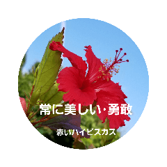 [LINEスタンプ] 沖縄に咲く花の花言葉