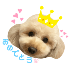 しょこたんのたろたん3