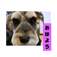 [LINEスタンプ] 箱入りあず3