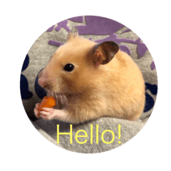 [LINEスタンプ] Animals ！！