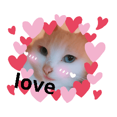 [LINEスタンプ] 美人猫 ここにゃん