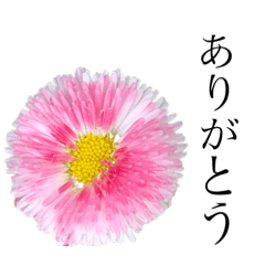 [LINEスタンプ] シンプルで可愛いお花