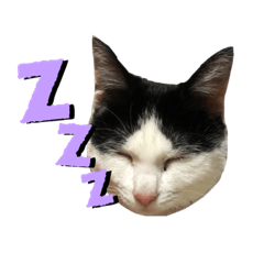 [LINEスタンプ] ソラちゃんスタンプ