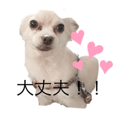 [LINEスタンプ] チャコビィ2