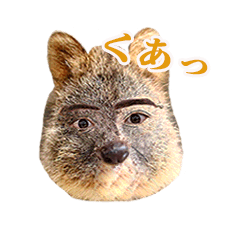 [LINEスタンプ] ハンサムなクアッカワラビー