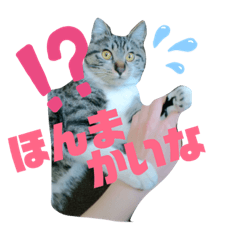 [LINEスタンプ] 我が家の猫’s