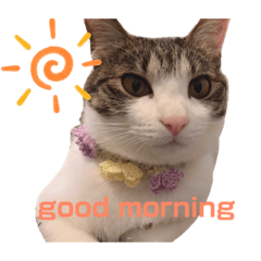 [LINEスタンプ] こむぎちゃんのすたんぷ