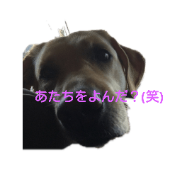 [LINEスタンプ] 臼田家ペット