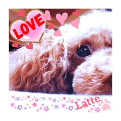 ♡トイプードルのlatte♡      ☆two☆