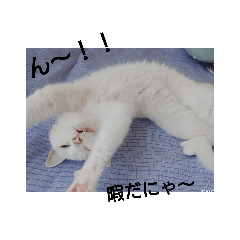 [LINEスタンプ] 美人猫ここにゃん2