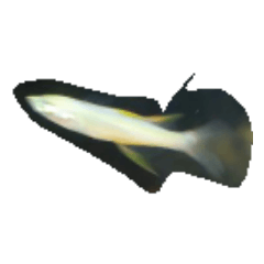 [LINEスタンプ] カラフル熱帯魚 海の魚 生物 魚類写真