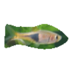 [LINEスタンプ] 魚 生物 魚類写真 熱帯魚の画像（メイン）