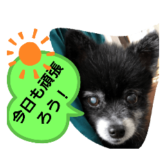 [LINEスタンプ] ポメラニアンのはに丸
