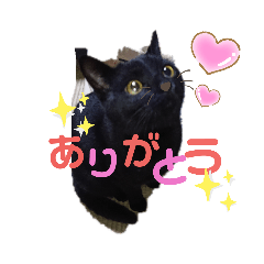 [LINEスタンプ] まめちゃん（日常編）
