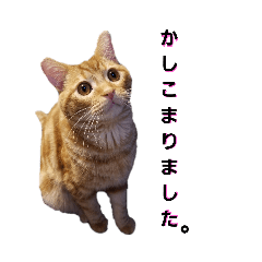 [LINEスタンプ] こむにゃん さん。