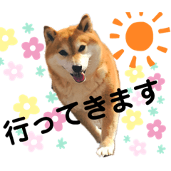 [LINEスタンプ] 柴犬ココのスタンプ