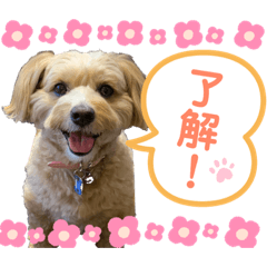 [LINEスタンプ] マルプーのメイプル①