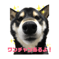 [LINEスタンプ] 黒柴コクトーです