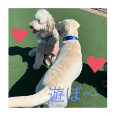 [LINEスタンプ] のあとソラ君（๑⃙⃘ˊ꒳​ˋ๑⃙⃘）