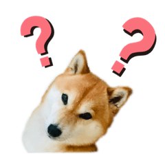 [LINEスタンプ] 柴犬のシンプルスタンプ