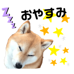 [LINEスタンプ] 柴犬のココのシンプルなスタンプ