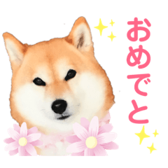 [LINEスタンプ] 柴犬ココの日常会話スタンプ