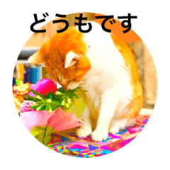[LINEスタンプ] 猫と花の日々