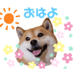 [LINEスタンプ] 柴犬ココの可愛いスタンプ