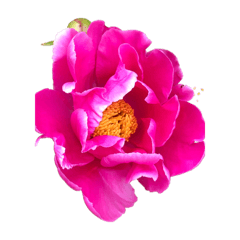 [LINEスタンプ] ピンクの花咲いたり閉じたり