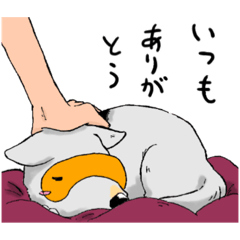 めがねいぬ