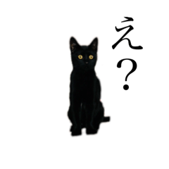 [LINEスタンプ] 黒猫とキジトラ