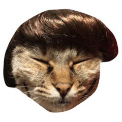 [LINEスタンプ] ねこと、ねこ。2
