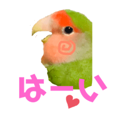 [LINEスタンプ] 小桜インコ ラッキー時々マメルリハ そら