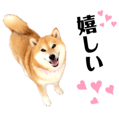 [LINEスタンプ] 柴犬のシンプルなスタンプ2