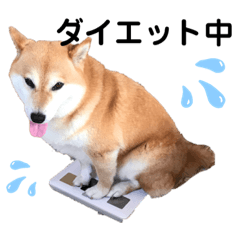 [LINEスタンプ] 柴犬のシンプルなスタンプ3