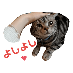 [LINEスタンプ] よびねこエルダさん3