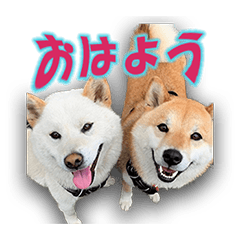 [LINEスタンプ] 柴犬のいる毎日