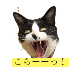 [LINEスタンプ] はちわれにゃんこのはち