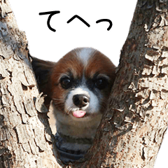 [LINEスタンプ] パピヨン犬のアームだよの画像（メイン）